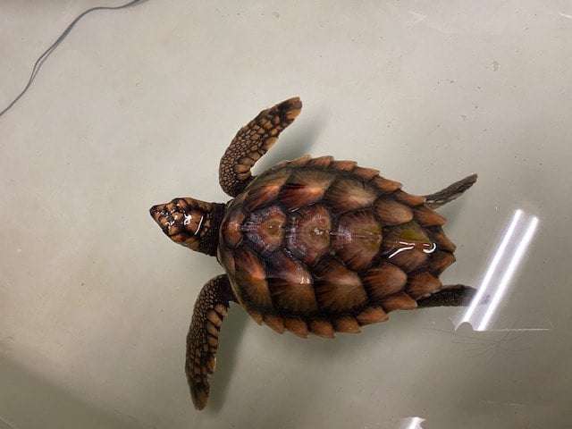 image for A dying baby turtle survived after drifting 4,000 miles to Ireland