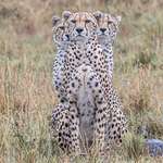 image for Photographer captures the moment three cheetahs line up perfectly