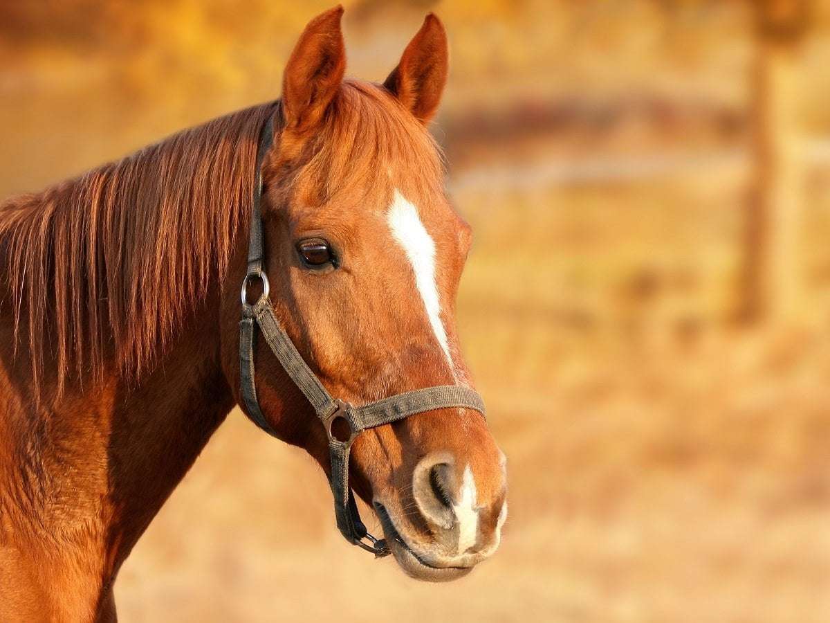 image for International Researchers Cure Horse’s Behavioral Disorders Using 4-Weeks Of CBD Treatment