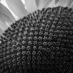 image for ITAP of a sunflower
