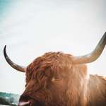 image for ITAP of a Highland Cow
