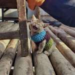 image for Took a photo of a kitten with a cute sweater, on a traditional bamboo porch at an indigenous village