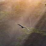 image for ITAP of a bird in flight through fog (San Fran)