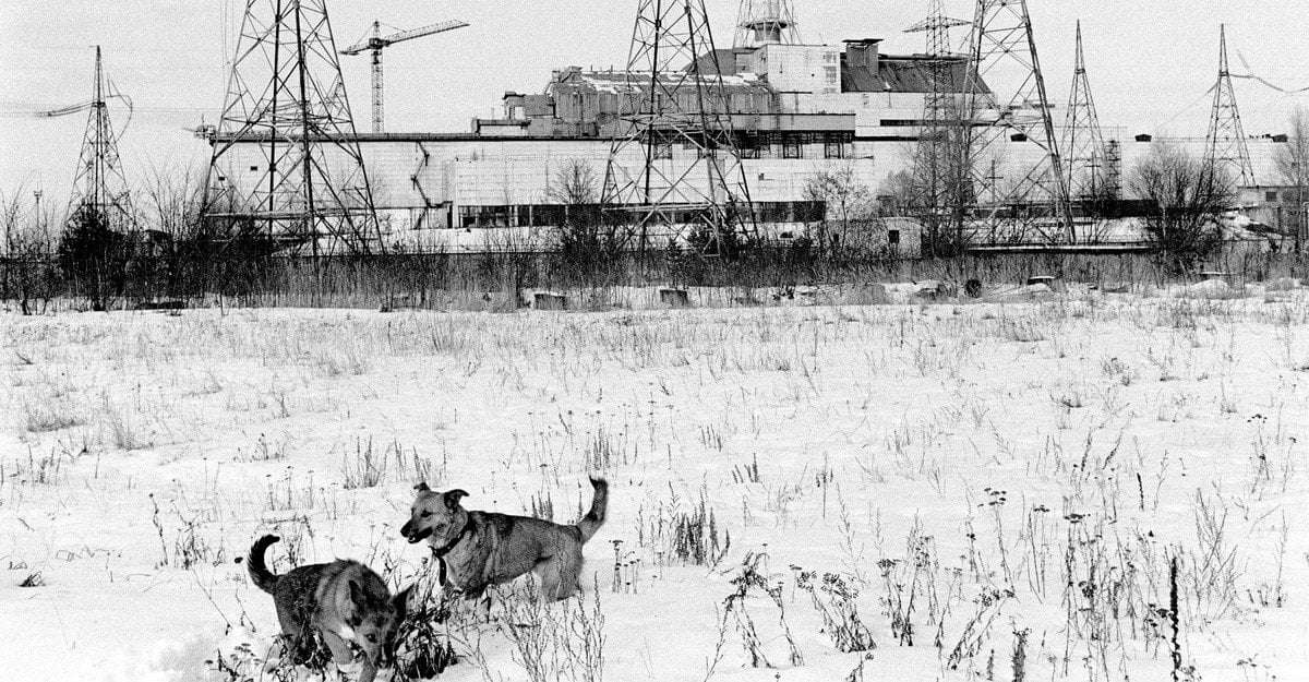 image for There’s Something Odd About the Dogs Living at Chernobyl