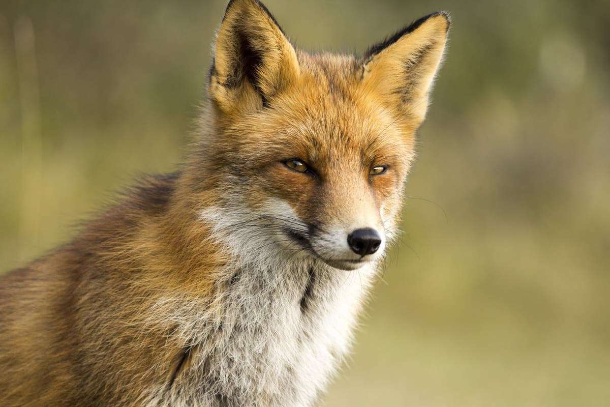 image for Foxes being tortured and set on fire by gang in east London