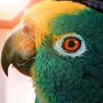 image for ITAP of a Yellow Crowned Amazon Parrot