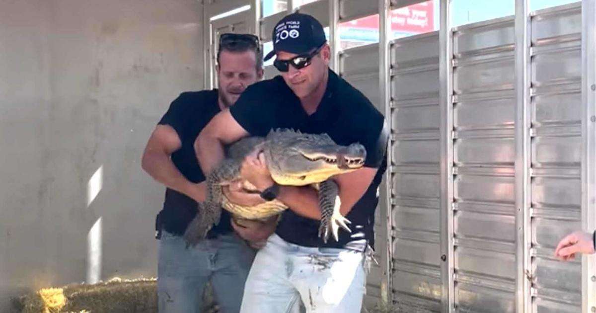 image for Alligator believed to have been stolen from a zoo more than 20 years ago returns to same zoo
