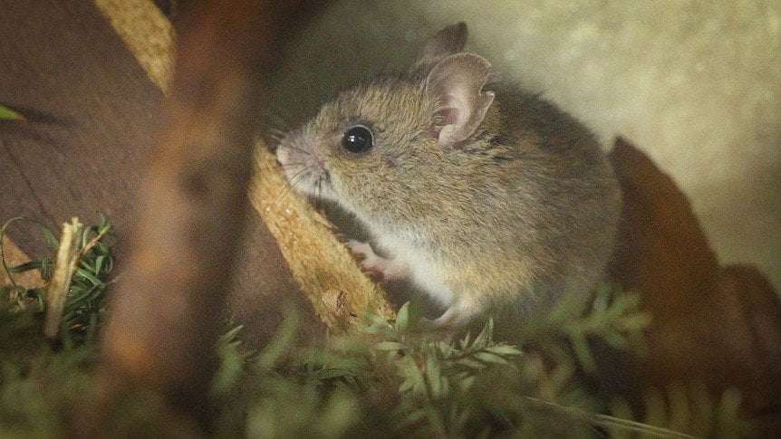 image for Endangered Pookila mouse captive-breeding program's team celebrates birth of pups