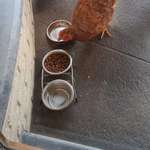 image for we put food outside for a stray cat but a random chicken out of nowhere started eating it