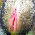 image for I present to you Tussock Cottongrass. Botanical name - Eriophorum vaginatum