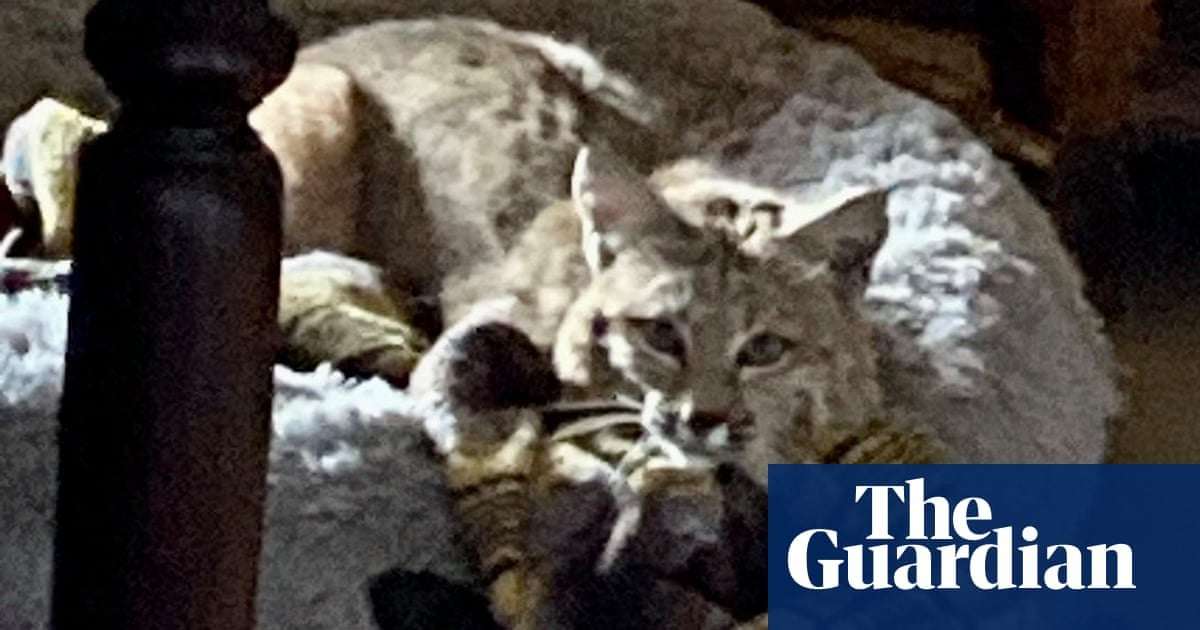 image for Arizona family discovers bobcat has taken over their dog’s bed