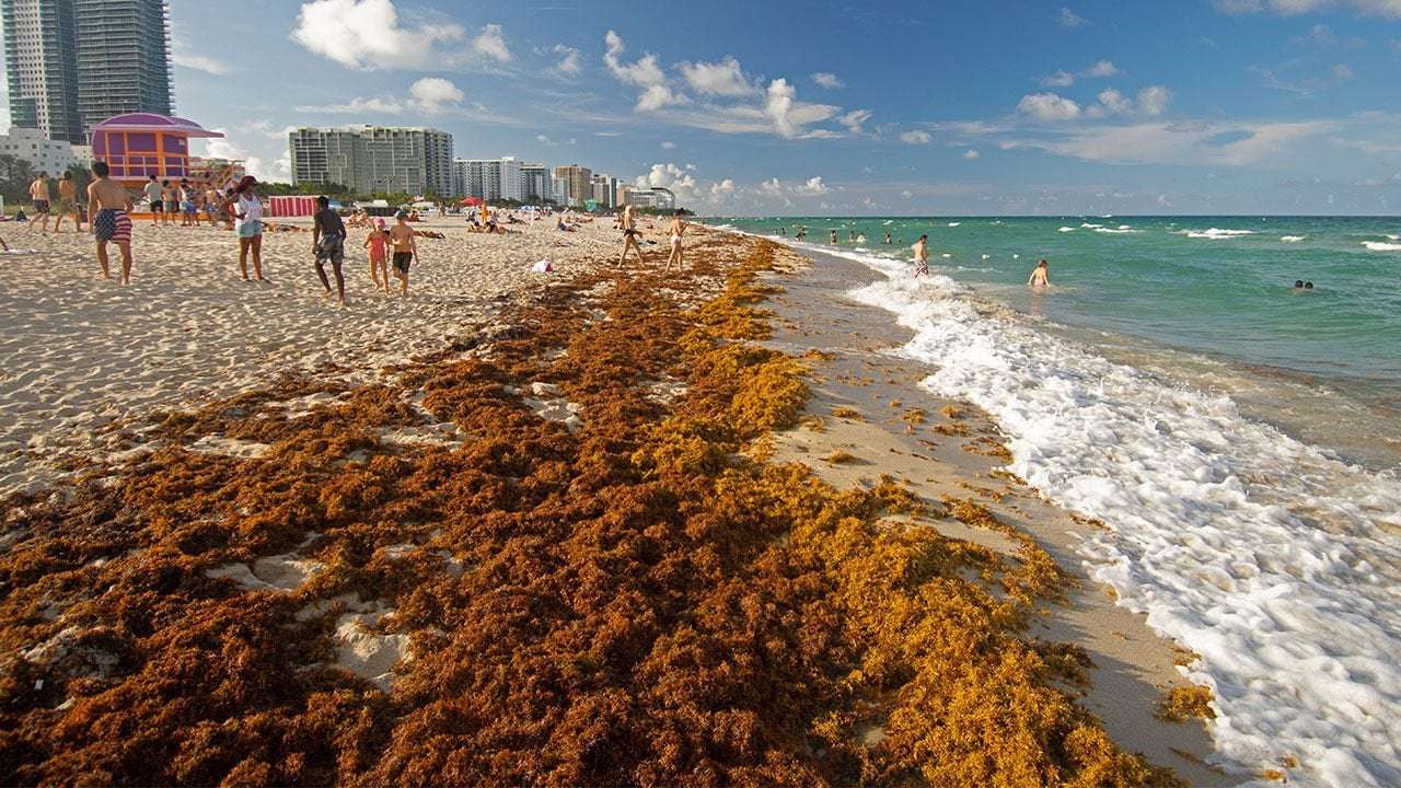 image for Giant blob of seaweed twice the width of US taking aim at Florida, scientists say