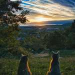 image for ITAP of my cats watching a sunset.
