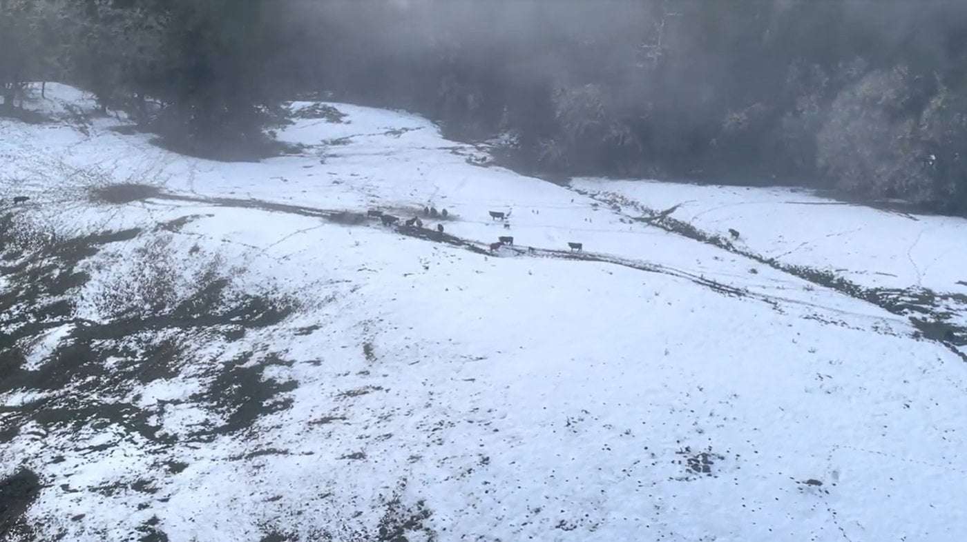 image for In the northern California snow, stranded cows are getting emergency hay drops