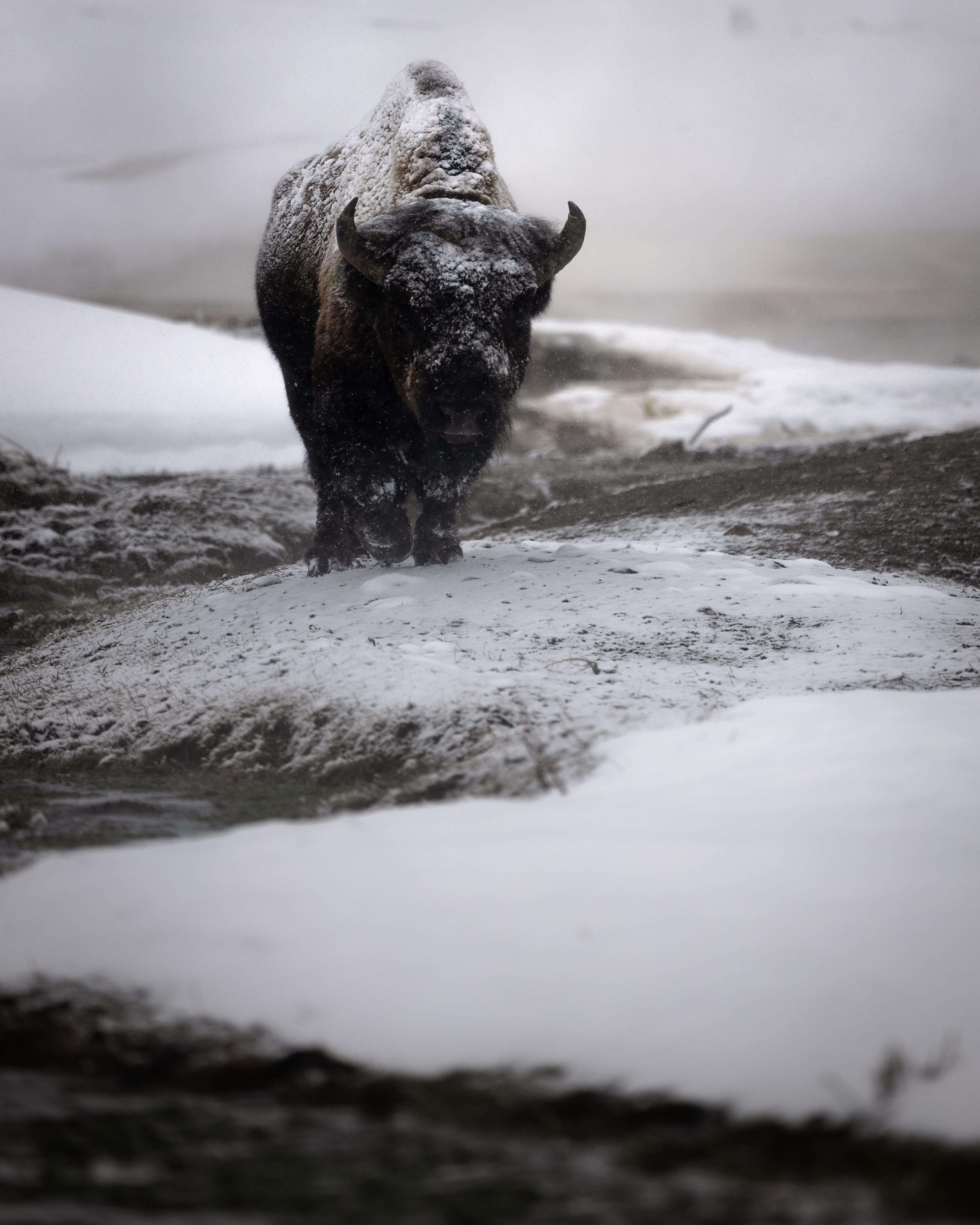 image showing ITAP of a bison in Montana