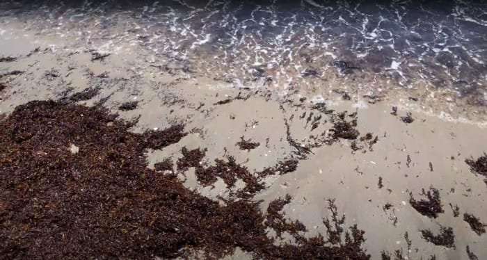 image for Massive 5,000-mile-wide seaweed blob heading toward Florida