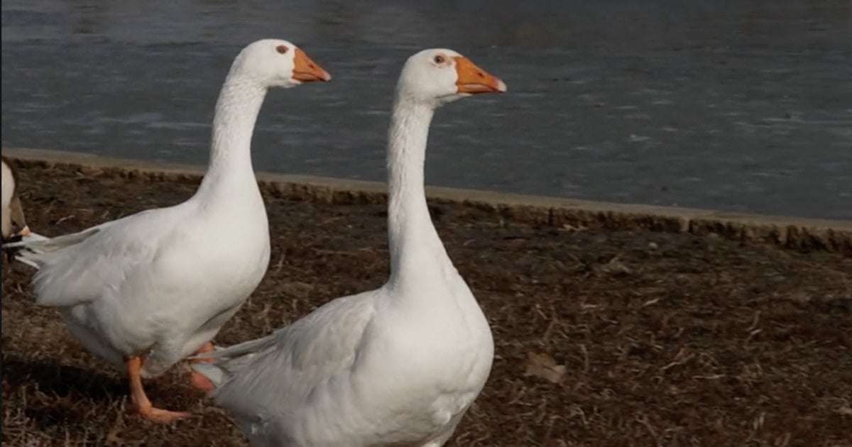 image for Cemetery staff take out personal ad for goose whose mate died — and find her a new match