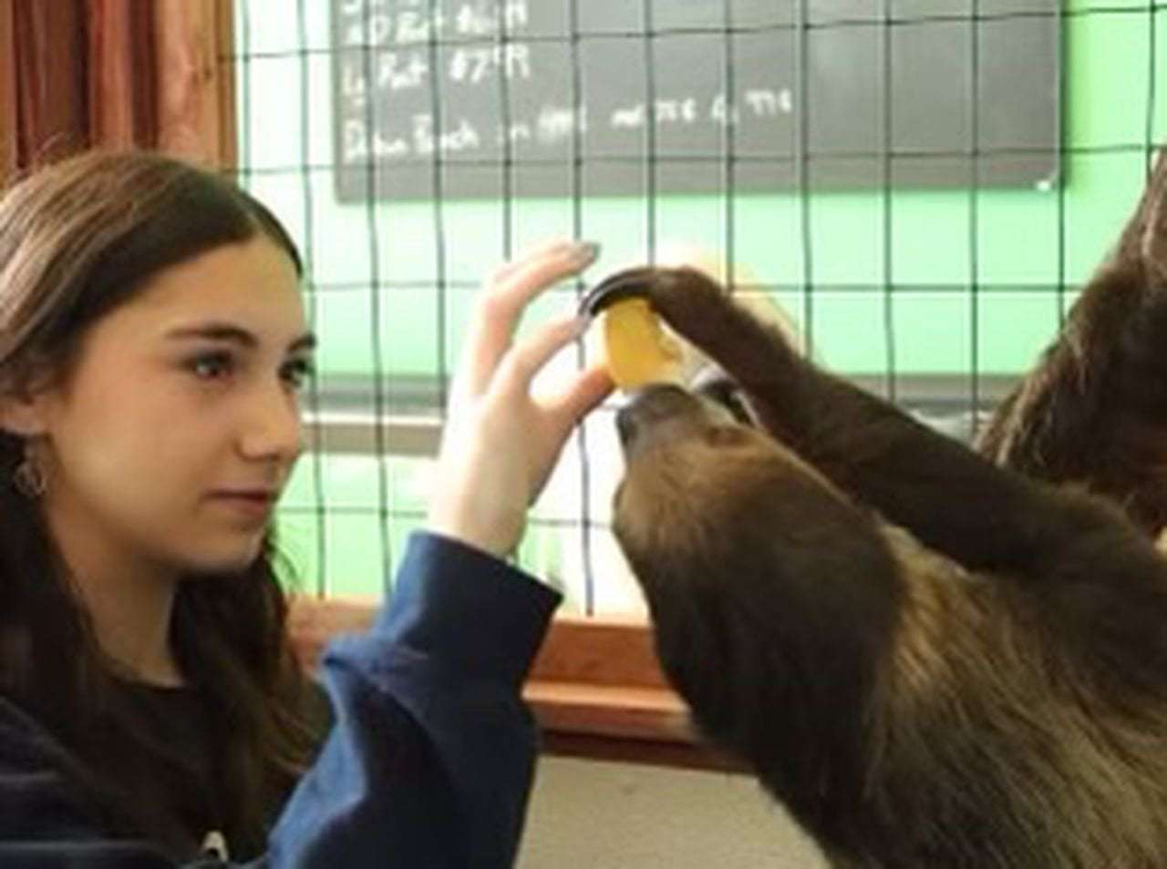 image for Sloth bites teen during visit to Michigan pet store, ruining lifelong dream
