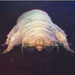 image for Demodex, one species of mite that lives on the face of every human being.