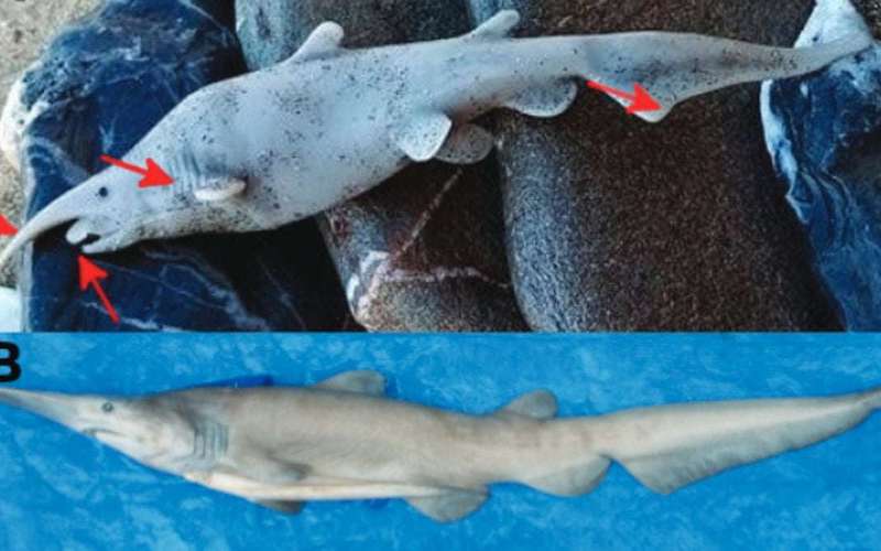 image for Sharkgate: Scientists Claim 'Rare Shark' in Photo Is Actually Just a Plastic Toy