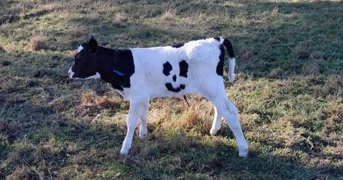 image for Calf born with smiley face on tummy spared abattoir after being nicknamed Happy