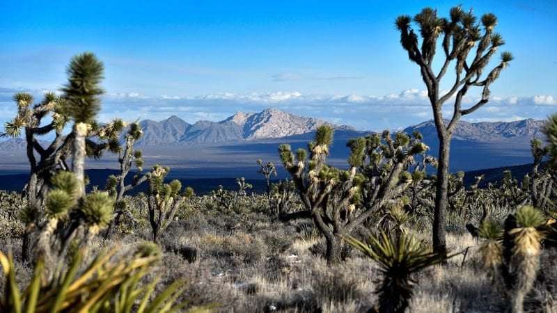 image for Spirit Mountain: Biden declares largest national monument of his presidency in Nevada