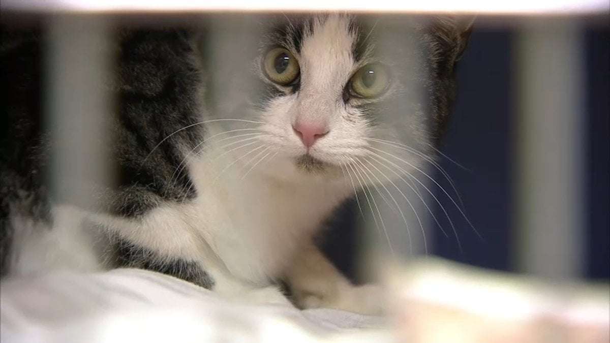 image for Bill That Would Prohibit Declawing of Cats in Illinois Passes State House