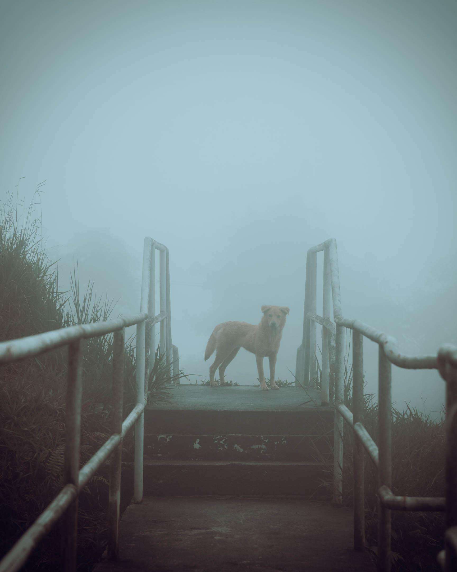 image showing ITAP of a wandering dog in the fog