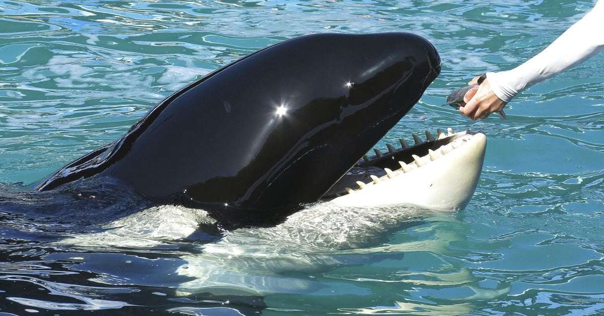 image for Florida aquarium to release orca after more than 50 years in captivity