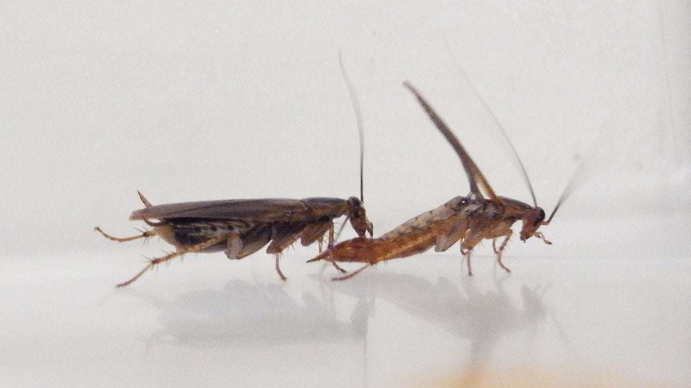 image for These cockroaches tweaked their mating rituals after adapting to pest control