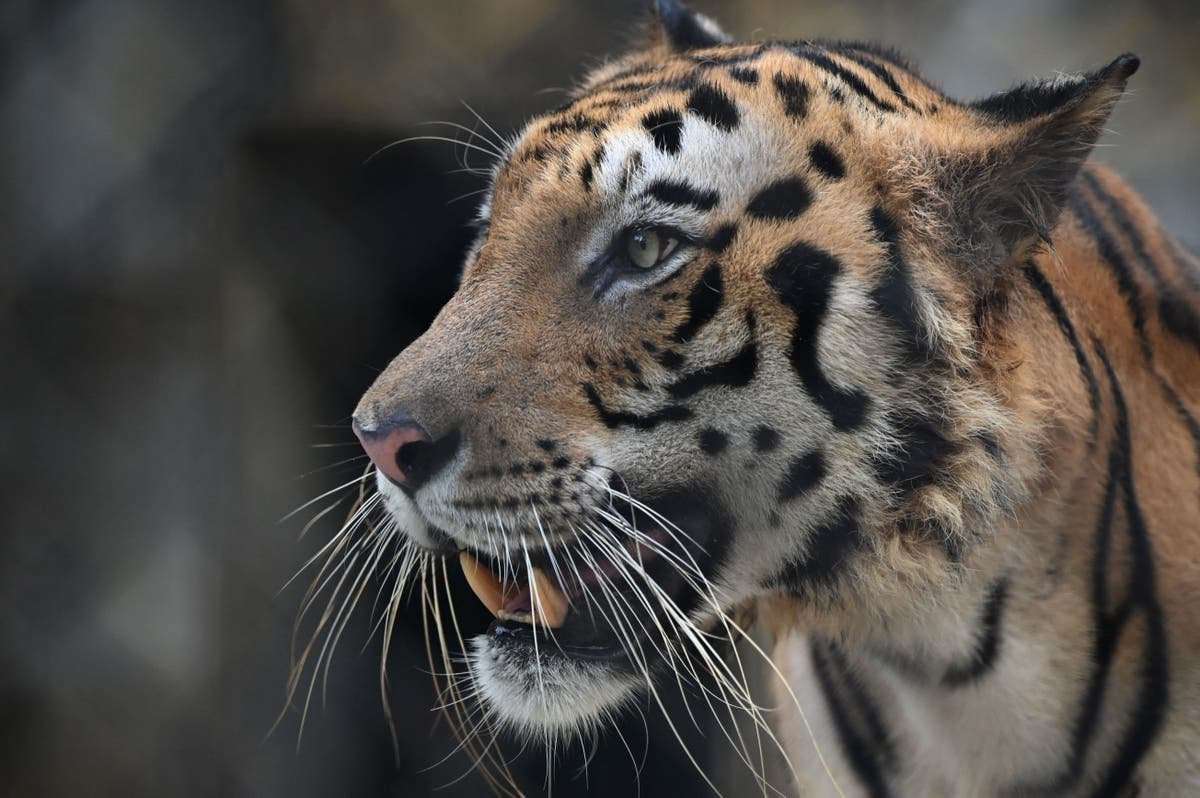 image for India celebrates 50 years of project ‘bringing tigers back from brink of extinction’