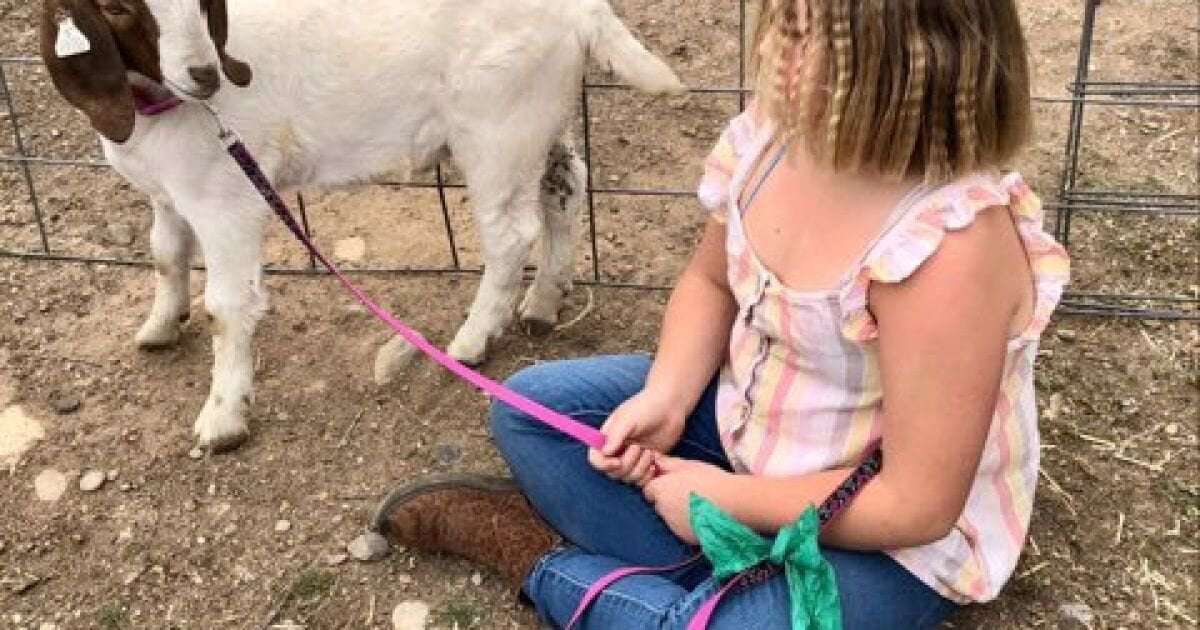 image for A 9-year-old girl didn’t want her goat slaughtered. California fair officials sent deputies after it