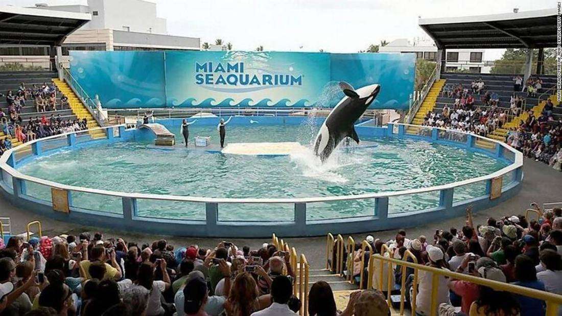 image for Captive orca Lolita set for release into 'home waters' after 50 years at Miami Seaquarium