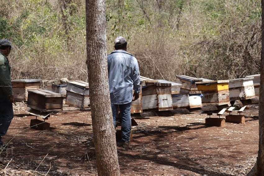 image for Maya beekeepers blame Bayer-Monsanto for deaths of 300,000 bees