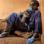 image for Mountain gorilla Ndakasi passes away as she lay in the arms of her rescuer and caregiver of 13 years