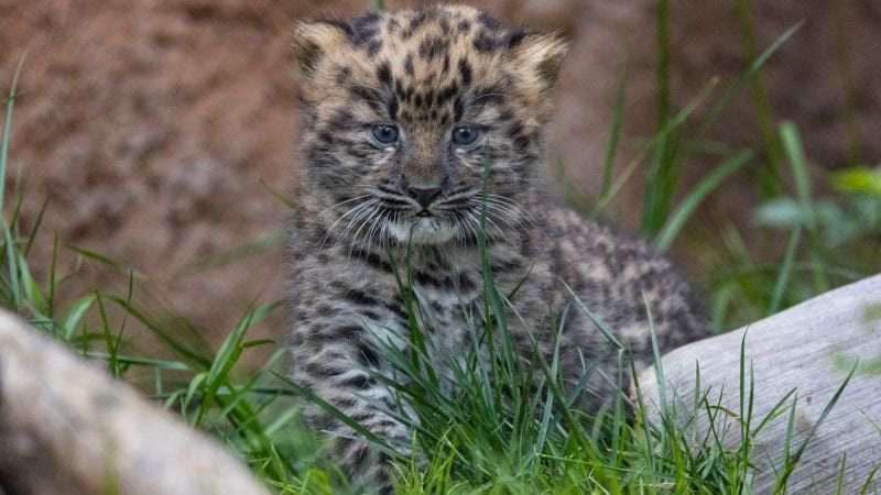image for Critically endangered Amur leopard cubs born at San Diego Zoo