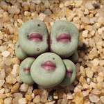 image for Conophytum pageae, a small succulent native to South Africa and southern Namibia