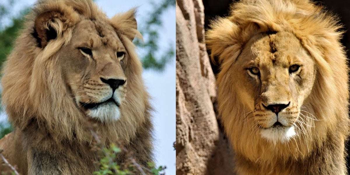 image for Topeka Zoo welcomes new African Lion as female sprouts mane
