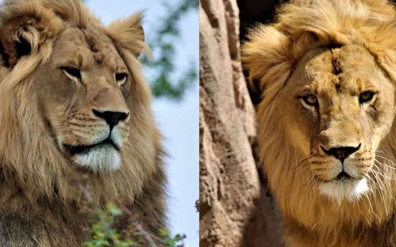image for Topeka Zoo welcomes new African Lion as female sprouts mane