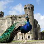image for ITAP of a Peacock in front of a castle
