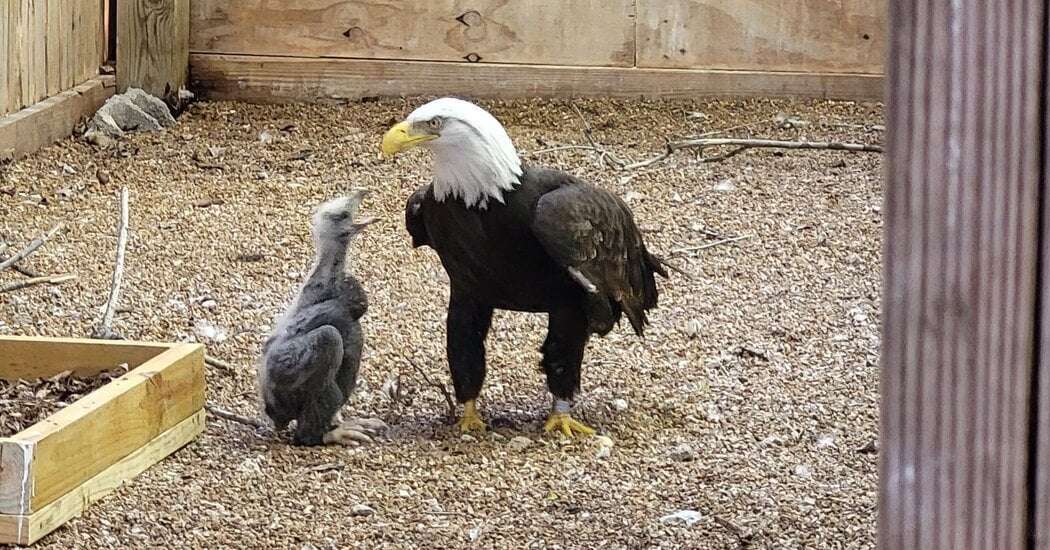 image for An Eagle Who Adopted a Rock Becomes a Real Dad