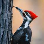 image for ITAP of a Pileated Woodpecker