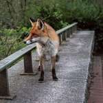 image for ITAP of the fox in Berlin's Tiergarten