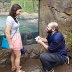 image for A man proposing, featuring a baby hippo.
