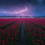 image for ITAP of a lightning strike above a tulip field