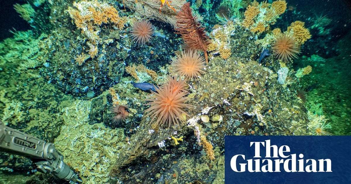 image for Scientists discover pristine deep-sea Galápagos reef ‘teeming with life’
