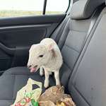 image for Scottish police found this lamb along with roughly £10k in class A drugs after a vehicle search