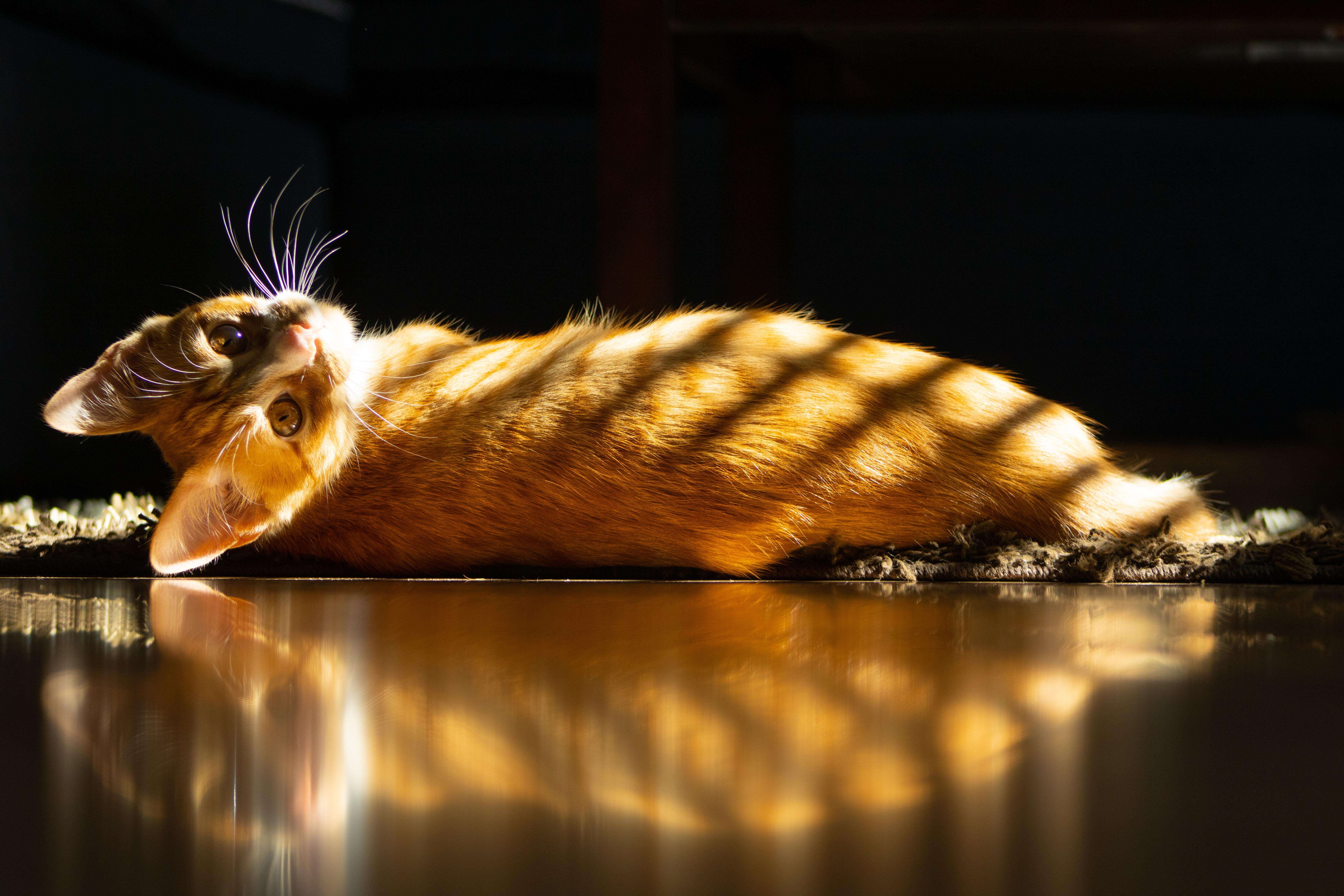 image showing ITAP of my cat in the sunlight