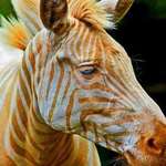 image for Born in Hawaii, Zoe is the only known captive golden zebra in existence