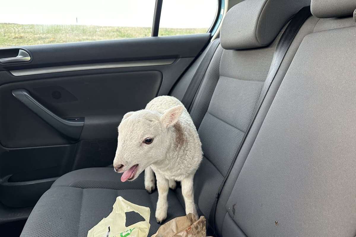 image for Lamb found in car next to £10,000 of heroin & cocaine and a bag of chips